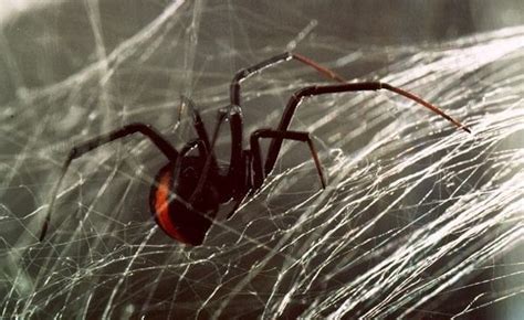 Redback Spider Envenoming • LITFL • Toxicology Library