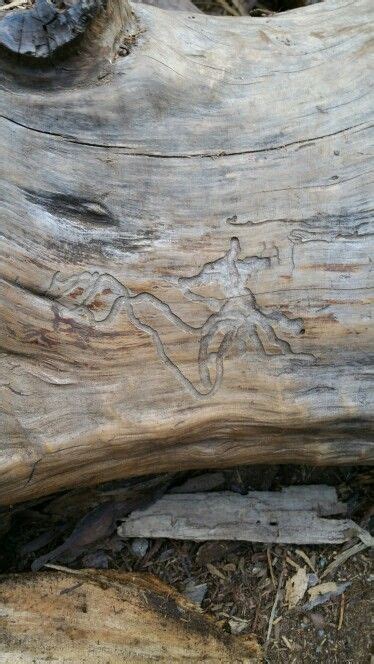 Termite trails | Wood, Termites, Trail