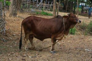 Sahiwal Cattle: Facts, Uses & Characteristics (with Pictures) | Animal World