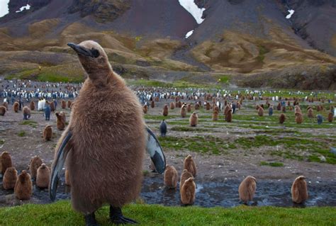 Wildlife Photography: Tips from the Falkland Islands - Wildfoot Travel Journal