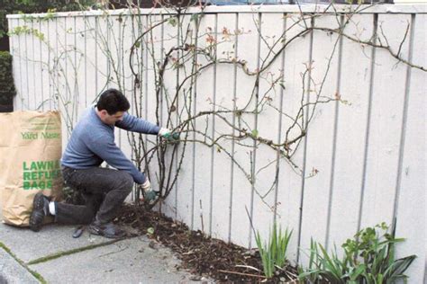 Pruning Climbing Roses - FineGardening