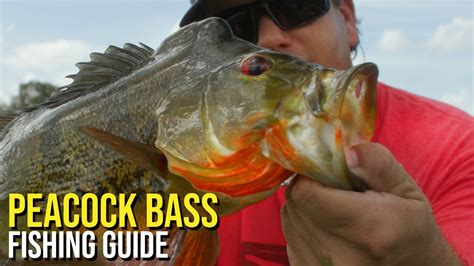 Peacock Bass Fishing Guide – Bass Manager | The Best Bass Fishing Page ...