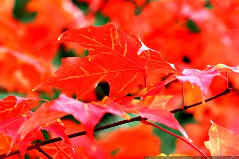 photo: bright red maple leaves MG 4546 - by seandreilinger