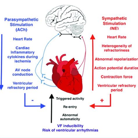 -The sympathetic and parasympathetic nervous system -arrhythmogenic ...