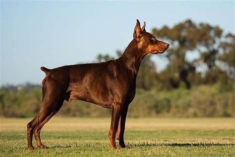 Brown Doberman Pinscher Dog Breed Information - Pet Care Stores