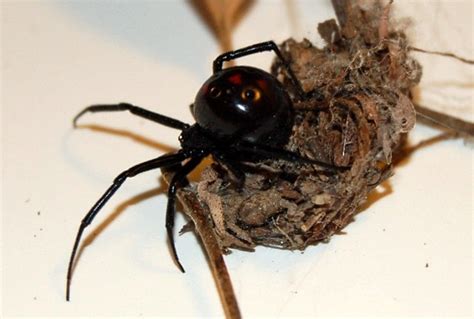 black widow spider predator picture 1 : Biological Science Picture Directory – Pulpbits.net