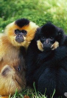 Eastern black crested gibbon - lives in China and Vietnam. One of the most critically endangered ...