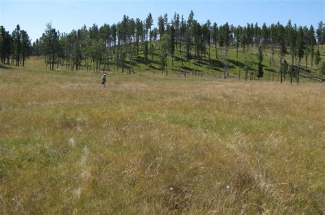 In the Company of Plants and Rocks: Black Hills montane grasslands ...