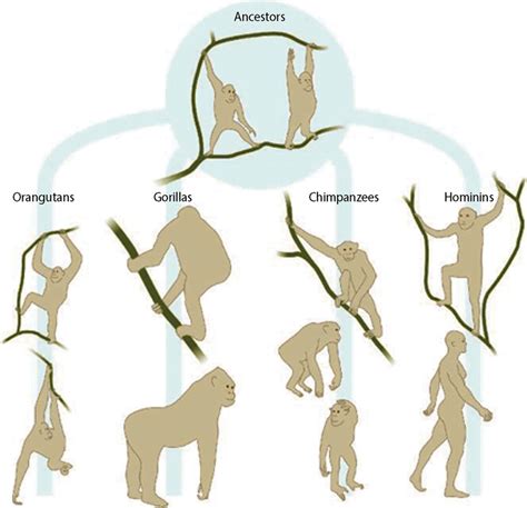 Bipedalism Evolution