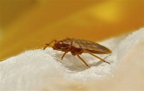 Blog - How To Tell If It's Bed Bugs In Your Las Vegas, NV Home