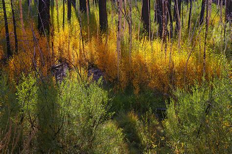 Aspen Grove Trail Recovers – California Fall Color