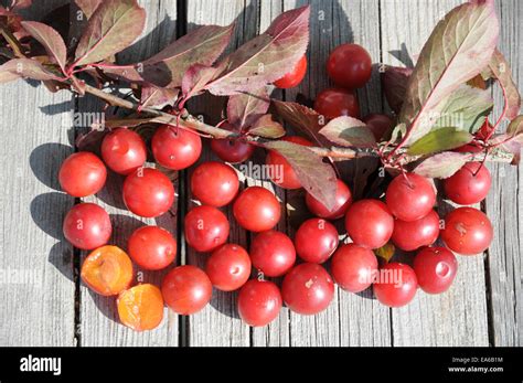 Purple leaf cherry plum Stock Photo - Alamy