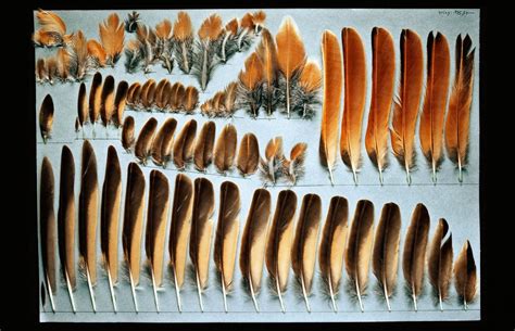 The hidden language of bird feathers | Feather art, Bird feathers, Feather painting