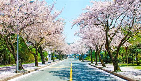 South Korea Cherry Blossom Forecast (2024): When & Where