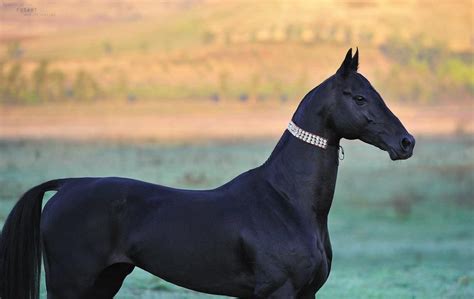 Black Beauty (Akhal-Teke) !!♥♥♥ | Akhal teke horses, Horses, Rare horses