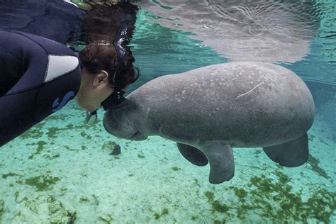 Crystal River Florida Scuba Diving and Manatee Tours - Florida Vacation ...