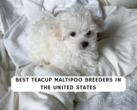 8 Best Teacup Maltipoo Breeders in the USA!