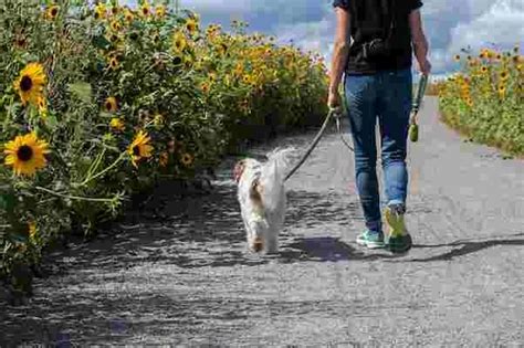 Walking After Eating Benefits You Need To Know - besthomediet