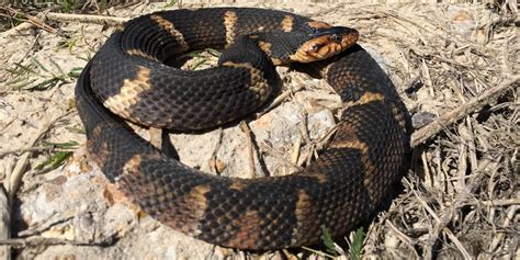 7 Types of Water Snakes Found in Oklahoma! (ID Guide) - Bird Watching HQ