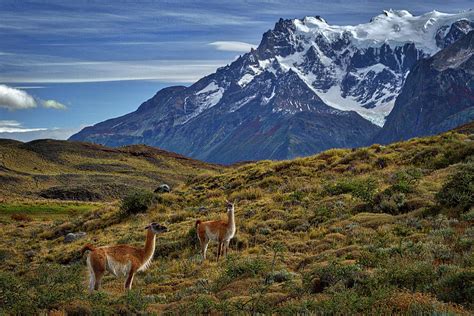 Guanacos in Patagonia Photograph by Stuart Litoff - Pixels