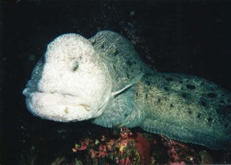 Wolf eel Information and Picture | Sea Animals