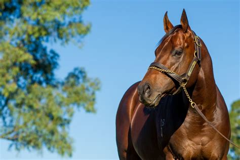 Novel fertility device set to drive value for thoroughbred breeding | AgriFutures Australia