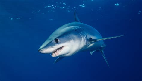 10 Fastest Sharks In The World | Maritime Herald