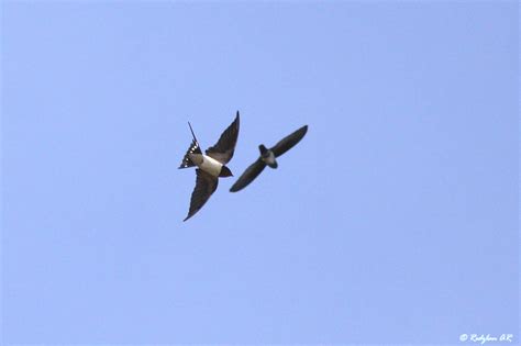 Birds and Nature Photography @ Raub: Burung layang-layang - Barn Swallow in flight