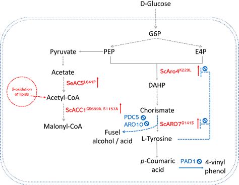 Figure 1 from Engineered biosynthesis of plant polyketides by type III ...