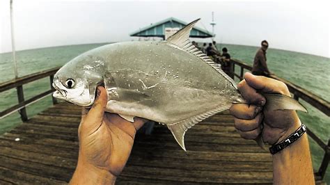 Pier Fishing For Pompano! - YouTube