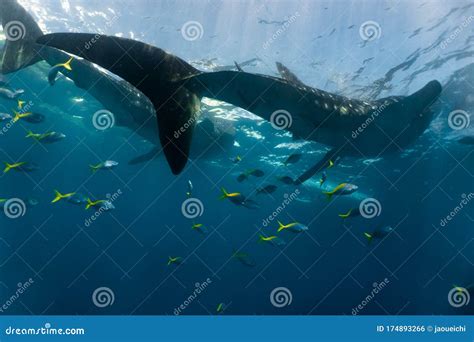 Whale shark feeding stock photo. Image of biggest, adventure - 174893266