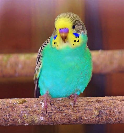 Parakeet | Budgies bird, Pet birds, Budgies