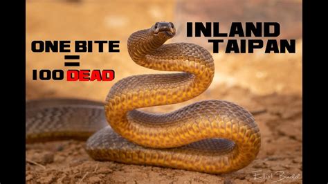 10 Inland Taipan Facts - One Bite, 100 Dead - Animal a Day I Week - YouTube