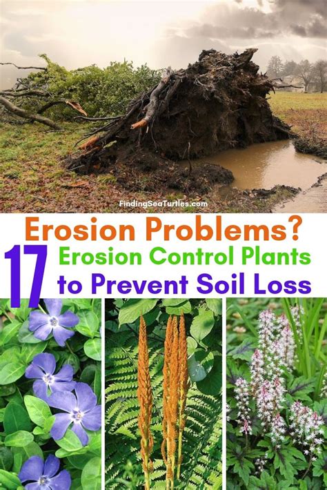 Garden Erosion Control Plants for Slopes and Banks - Finding Sea ...