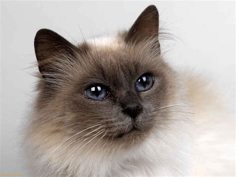 Siamese Kitten Wallpapers - Wallpaper Cave