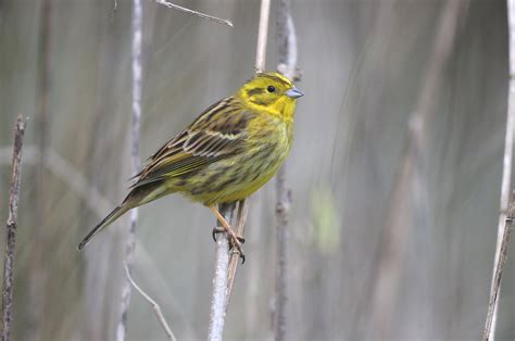 Yellowhammer – AZ Birds