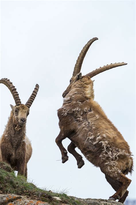 Top 175+ Curly horns animal - Merkantilaklubben.org