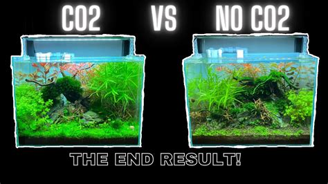 CO2 VS NO CO2 - SIDE BY SIDE COMPARISON - THE DIFFERENCE CO2 MAKES IN GROWING PLANTS - YouTube