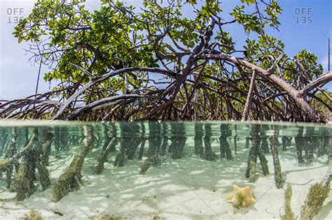 Over and under water photograph of a mangrove tree in clear tropical waters with blue sky in ...