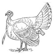 Drawing tutorials | Step by step drawing, Turkey drawing, Turkey coloring pages