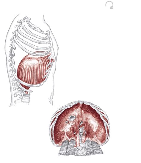 Spine & Thorax Muscles Flashcards | Memorang