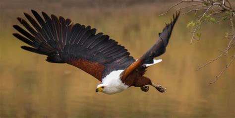 14 Incredible Facts About the Fish Eagle: Africa’s Greatest Raptor