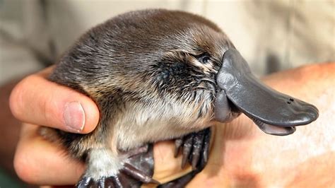 Adorable Photos Of Puggles (Baby Platypuses) Maret 2014 - Lowongan Kerja 2014