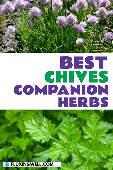 28 Best Chives Companion Plants (and 3 to Avoid) - Fluxing Well