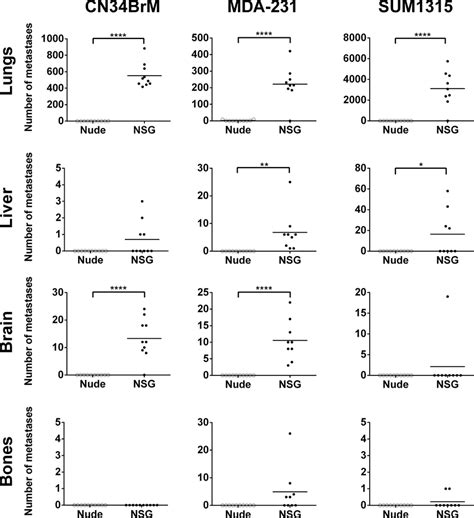 NSG mice have a higher metastatic burden than nude mice in a... | Download Scientific Diagram