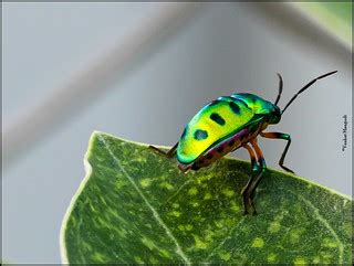 Jewel Bug (Chrysocoris stollii) | Chrysocoris stollii is a p… | Flickr