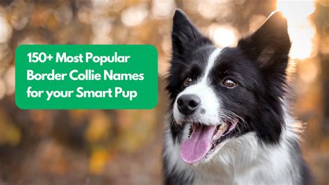 150+ Most Popular Border Collie Names for Your Smart Pup ...