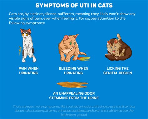 Cat UTI Symptoms - Cat UTI Pain Relief – Innovet Pet