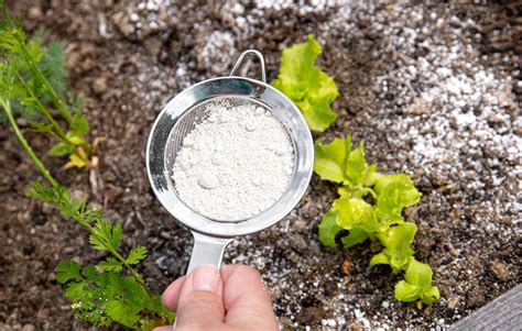 14 Genius Uses for Food Grade Diatomaceous Earth—from Health and Beauty ...