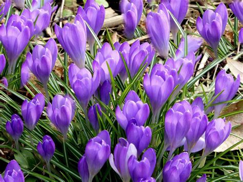 Free Images : meadow, purple, botany, close, flora, crocus, early bloomer, spring flower ...